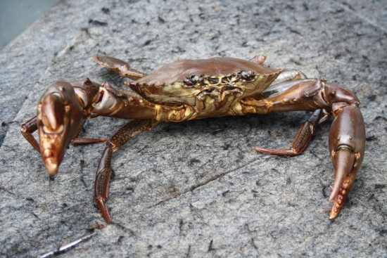 The Gorge features a timeless rugged beauty. This is special country for all native sportfishermen.